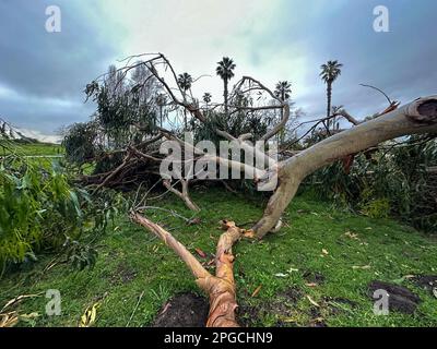 Carpinteria, Kalifornien, USA. 21. März 2023. Am 21. März 2023 fiel ein Baum aufgrund von starkem Regen und Wind auf der Linden Ave. In Carpinteria, CA, in der Nähe des Carpinteria State Beach, in Santa Barbara County. (Kreditbild: © Amy Katz/ZUMA Press Wire) NUR REDAKTIONELLE VERWENDUNG! Nicht für den kommerziellen GEBRAUCH! Stockfoto