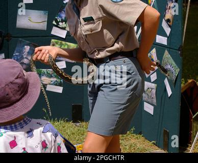 Kinder treffen sich mit einer australischen Teppichpython, Morelia spilota, die von Queensland Parks und Wildlife Handler gehalten wird, auf der Tamborine Mountain Show, 2005. Stockfoto