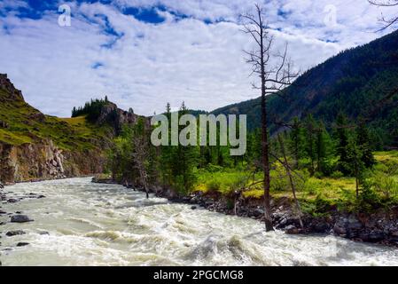 Der stürmische Verlauf des Gebirgsflusses Chuya in Altai zwischen Wald und Felsen. Stockfoto