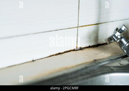 Schwerpunkt auf schwarzem Schimmel auf Keramikfliesen.Schimmel auf Küchenspüle. Wasser tritt aus dem Wasserhahn aus. Giftige Schimmelsporen, ungesund. Stockfoto