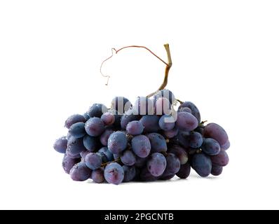 Ein Haufen blauer Trauben auf weißem Hintergrund mit Wassertropfen. Trauben mit einem Ast. Trauben auf einem Ast. Stockfoto