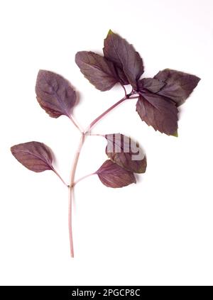 Zweig aus rotem rubin-Basilikum von oben. Stiel mit frischen Blättern von Ocimum basilicum Purpurascens, einer Variante von süßem Basilikum, mit rötlich-violetten Blättern. Stockfoto