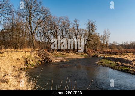 Der Fluss schlängelt sich mit Bäumen und klarem Himmel am frühen Feiertag - der Fluss Odra in CHKO Poodri in der tschechischen republik Stockfoto