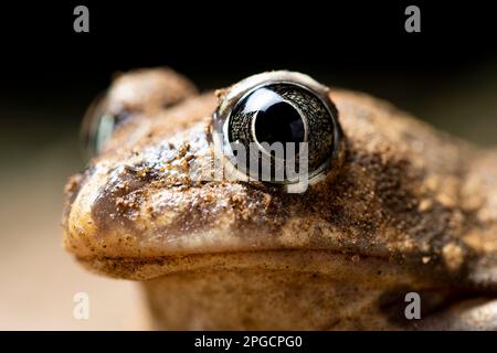 Nahaufnahme kleiner brauner Pelobates cultripes-Kröte mit großen Augen, die auf dem Boden auf verschwommenem Hintergrund sitzen Stockfoto