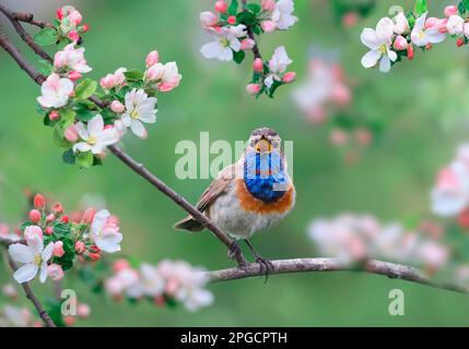 Männlicher Bluethroat-Vogel sitzt auf einem Ast im blühenden Frühlingsgarten und singt Stockfoto