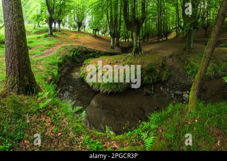 Schmaler Fluss, der tagsüber zwischen grünen Bäumen fließt, die im Wald von heruntergefallenen Blättern bedeckt sind Stockfoto