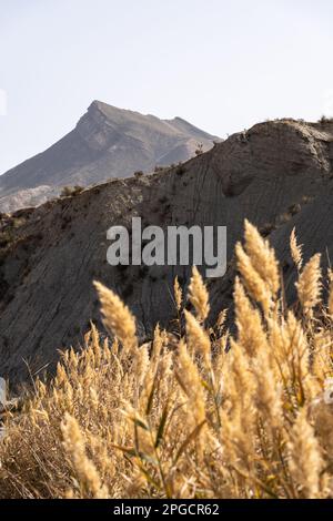 Malerischer Blick auf trockene Stacheln, die an sonnigen Tagen in der Tabernas-Wüste vor dem felsigen Bergkamm in Spanien wachsen Stockfoto