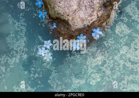 Blick von oben auf kleine Blau und Weiß Vergiss mich nicht Jasminblumen auf blauem See neben felsiger rauer Oberfläche bei Tageslicht Stockfoto