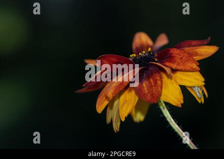 Glanzstück aus leuchtend gelber und roter Blütenblüte mit schwarzäugigen Susanblüten mit grünem Stiel, der im Garten auf unscharfem dunkelgrünem Hintergrund wächst Stockfoto