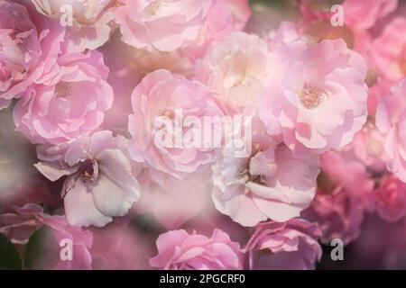 Hohe Blütenwinkel violett-weißer Pfingstrosen mit sanften Blütenblättern, die im Hintergrund eines unscharfen grünen Gartenwaldes wachsen Stockfoto