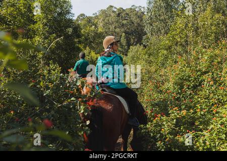 Rückblick auf nicht wiedererkennbare junge Reiter mit Hut und lässiger Kleidung, die auf Kastanienpferden sitzen, während sie auf dem Fußweg im blühenden Wald reiten Stockfoto