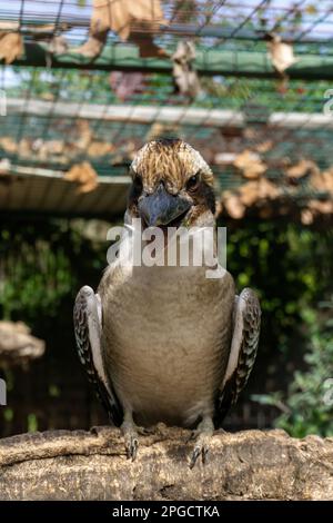 Der Dacelo-Vogel sitzt auf einem Zweig im Safaripark Badoca Stockfoto