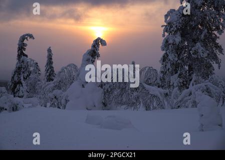 Winterszene bei Sonnenuntergang im Pallas-Yllästunturi-Nationalpark, Muonio, Lappland, Finnland Stockfoto