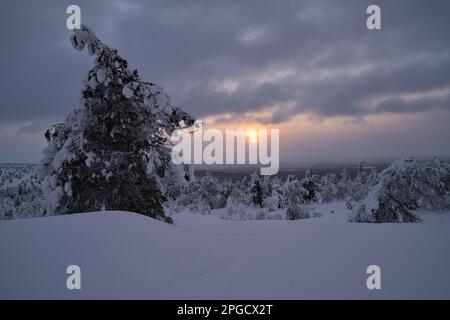 Winterszene bei Sonnenuntergang im Pallas-Yllästunturi-Nationalpark, Muonio, Lappland, Finnland Stockfoto