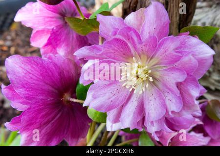 Helleborus orientalis „Double Ellen“, Pink, Hellebore, Lenten Rose, Blume, Hellebores Stockfoto