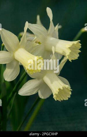 Amaryllidaceae, Narcissus „Ice Baby“, Trompet daffodil, Weißgelb, Narziss „Snow Baby“, Früh, Blumen, Frühling, Gelbweiß Stockfoto