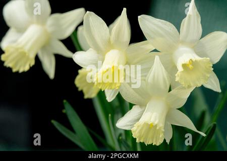 Trompete Narzissen, Narzissen „Eisbaby“, gelblich-weiß, Blüte Stockfoto