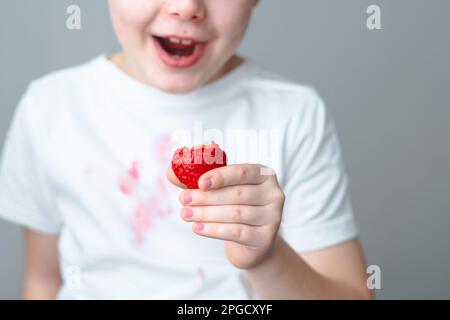 Die Hand eines Kindes hält ein Stück Erdbeere in der Hand. Ein schmutziger rosa Fleck auf der Vorderseite eines weißen T-Shirts. Das Konzept der täglichen Fleckenentfernung Stockfoto