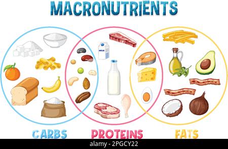 Main food groups macronutrients vector illustration Stock Vektor