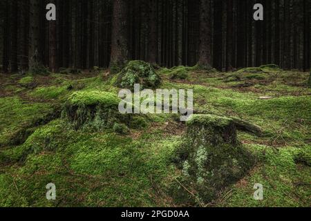 Ein dunkler, altgewachsener Wald in Schweden mit üppiger grüner Vegetation und moosem Baumstamm, der eine ruhige und dennoch launische Atmosphäre schafft. Stockfoto