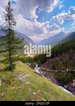 Eine einsame Fichte vor dem Hintergrund eines Panoramas von Bergen mit Gletschern unter den Wolken und dem Zusammenfluss von Karakabak und Mazhoy Stockfoto