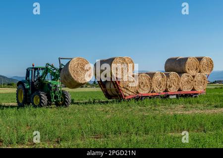 Ein Traktor hebt Heuballen an, um sie auf einem Anhänger in Bientina, Pisa, Italien, auszurichten Stockfoto