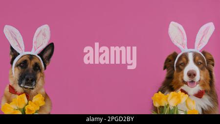 Concept Pets feiert katholische Ostern in Hasenkostümen. Deutsche und australische Hirten mit Osterhäschen-Ohren auf Pink. Webbanner. Zwei Hunde tragen Stockfoto