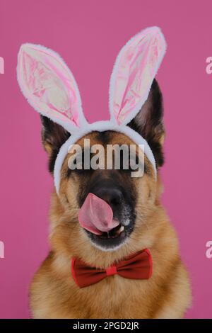 Konzept des Haustieres zur Feier katholischer Ostern im Hasenkostüm. Ein deutscher Schäferhund mit Osterhäschen-Ohren auf rosa Hintergrund leckt die Nase. Der Hund trägt Rot Stockfoto