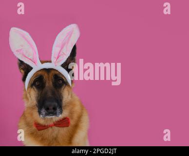 Konzept des Haustieres zur Feier katholischer Ostern im Hasenkostüm. Deutscher Schäferhund mit Osterhäschen-Ohren auf rosa Hintergrund-Porträt-Nahaufnahme. Der Hund trägt Rot Stockfoto