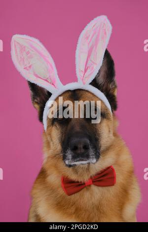 Konzept des Haustieres zur Feier katholischer Ostern im Hasenkostüm. Deutscher Schäferhund mit Osterhäschen-Ohren auf rosa Hintergrund-Porträt-Nahaufnahme. Der Hund trägt Rot Stockfoto