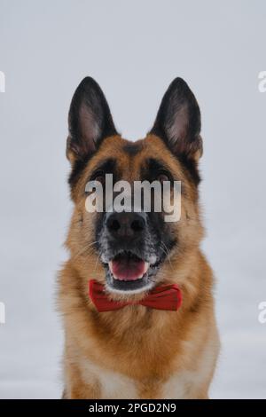 Der Schäferhund trägt eine rote Schleife. Glücklicher Hund im Gentleman-Anzug gegen den grauen Himmel. Das PET-Konzept sieht stilvoll wie ein Mensch aus. Hochformat auf Weitwinkelobjektiv mit Stockfoto
