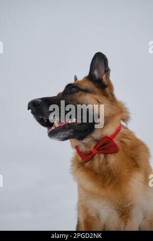Der Schäferhund trägt eine rote Fliege um den Hals. Hund in Gentleman-Anzug gegen grauen, bedeckten Himmel. Das PET-Konzept sieht stilvoll wie ein Mensch aus. Hochformat in p Stockfoto