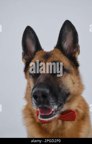 Der Schäferhund trägt eine rote Schleife. Glücklicher Hund im Gentleman-Anzug gegen den grauen Himmel. Das PET-Konzept sieht stilvoll wie ein Mensch aus. Hochformat auf Weitwinkelobjektiv mit Stockfoto