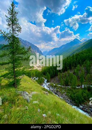 Einsame Fichte vor dem Hintergrund eines Panoramas von Bergen mit Gletschern unter den Wolken und dem Zusammenfluss von Karakabak und Mazhoy Stockfoto