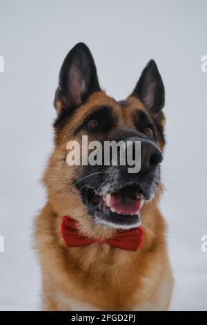 Der Schäferhund trägt eine rote Schleife. Glücklicher Hund im Gentleman-Anzug gegen den grauen Himmel. Das PET-Konzept sieht stilvoll wie ein Mensch aus. Hochformat auf Weitwinkelobjektiv mit Stockfoto