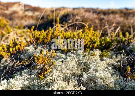 Wildnis hinter Lild und Bulberg mit Dünen und wilden Pflanzen, Dänemark Stockfoto