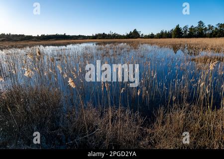 Wildnis hinter Lild und Bulberg mit Dünen und wilden Pflanzen, Dänemark Stockfoto