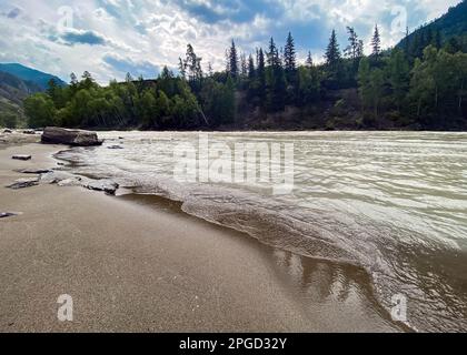 Die sandige Küste wird im Sommer von den Wellen des Flusses Chuya in den Bergen mit Tannen in Altai in Sibirien gespült. Stockfoto