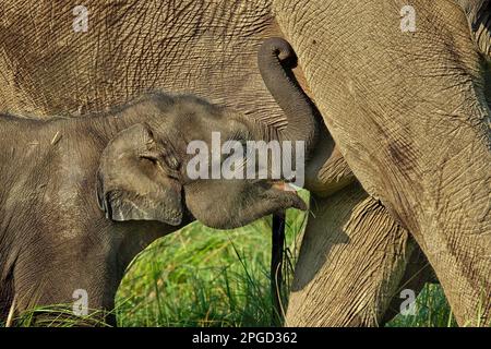 Ein junger Elefant, der saugt Stockfoto