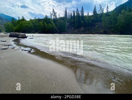 Die sandige Küste wird von den Wellen des Flusses Chuya in den Bergen mit Tannen im Altai in Sibirien gespült. Stockfoto