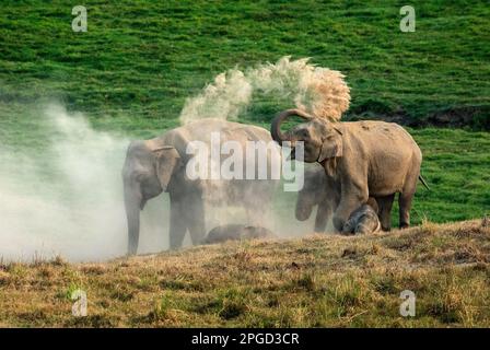 Elefantenherde staubt Stockfoto