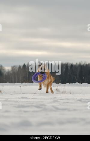 Konzept des Tieres, das Spaß in der Natur hat. Der Schäferhund rennt vorwärts durch den Schnee im Winterpark mit rundem Spielzeug in den Zähnen. Aktiver und energetischer Hund auf Wal Stockfoto