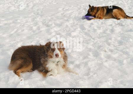 Konzept Haustiere haben Spaß in der Natur ohne Menschen. Zwei Hunde beste Freunde, die zusammen im Winter Snow Park liegen und sich ausruhen. Australischer und deutscher Schäferhund A. Stockfoto