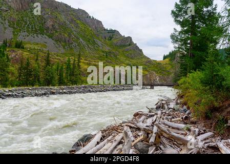 Trockene Äste, die von der Strömung am Ufer des Gebirgsflusses Chuya in der Bucht von Altai in Sibirien am Morgen ausgeworfen wurden. Stockfoto