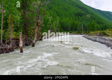 Der Gebirgsfluss Chuya mit einer schnellen Strömung und schlammigem Wasser fließt zwischen den Felsen mit trockenen Fichten und Wald- und Steinküste in Altai in Siberi Stockfoto