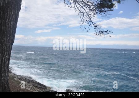 Mit Blick auf den immergrünen Zweig über dem Meer. Grüner Kiefernbaum über dem blauen Meer. Wunderschöner kroatischer Kiefernzweig mit grünen Zapfen. Stockfoto