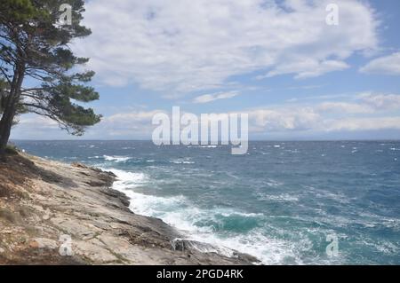 Mit Blick auf den immergrünen Zweig über dem Meer. Grüner Kiefernbaum über dem blauen Meer. Wunderschöner kroatischer Kiefernzweig mit grünen Zapfen. Stockfoto