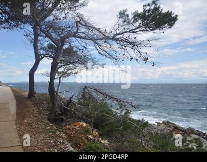 Mit Blick auf den immergrünen Zweig über dem Meer. Grüner Kiefernbaum über dem blauen Meer. Wunderschöner kroatischer Kiefernzweig mit grünen Zapfen. Stockfoto