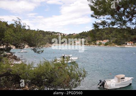 Mit Blick auf den immergrünen Zweig über dem Meer. Grüner Kiefernbaum über dem blauen Meer. Wunderschöner kroatischer Kiefernzweig mit grünen Zapfen. Stockfoto