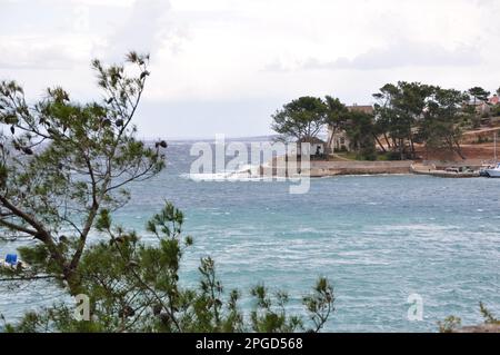 Mit Blick auf den immergrünen Zweig über dem Meer. Grüner Kiefernbaum über dem blauen Meer. Wunderschöner kroatischer Kiefernzweig mit grünen Zapfen. Stockfoto